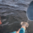 Когда «поле» на воде - КНЦ РАН